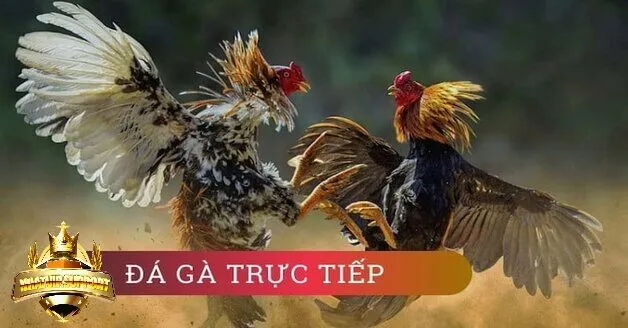 cach thuc hoat dong cua da ga thomo nhatvip Cách thức hoạy động của đá gà thomo nhatvip