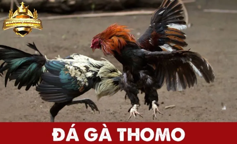 gioi thieu ve da ga thomo nhatvip Giới thiệu về đá gà thomo nhatvip