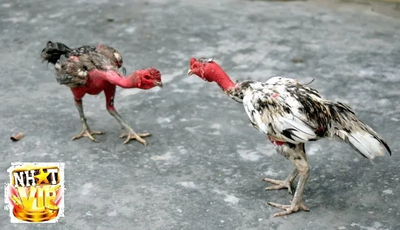 danh gia do uy tin va an toan cua nhatvip 1 Đánh giá độ uy tín và an toàn của NhatVip