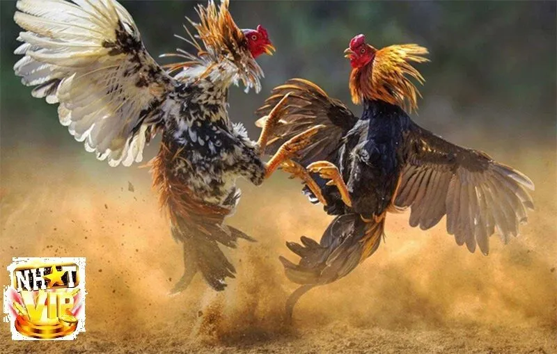 danh gia do uy tin va an toan cua nhatvip Đánh giá độ uy tín và an toàn của NhatVip