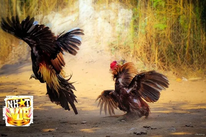 Giới thiệu Đá Gà Chọi NhatVip