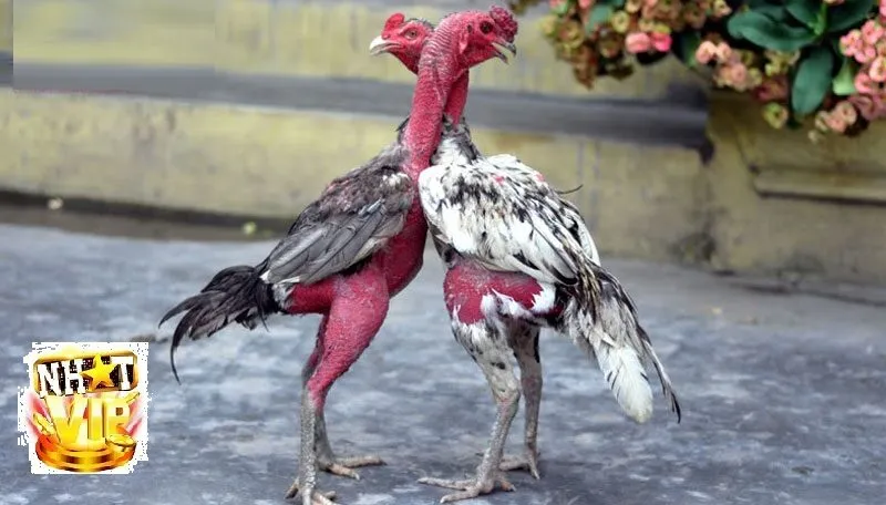 kinh nghiem da ga noi thang lon tai nhatvip Kinh nghiệm Đá Gà Nòi thắng lớn tại NhatVip