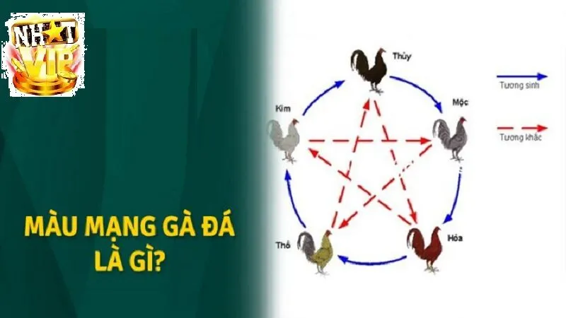 Tổng quan về Màu Mạng Gà Đá NhatVip