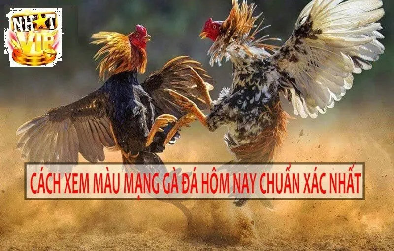mau mang ga da hom nay 4 Cách xem Màu Mạng Gà Đá NhatVip