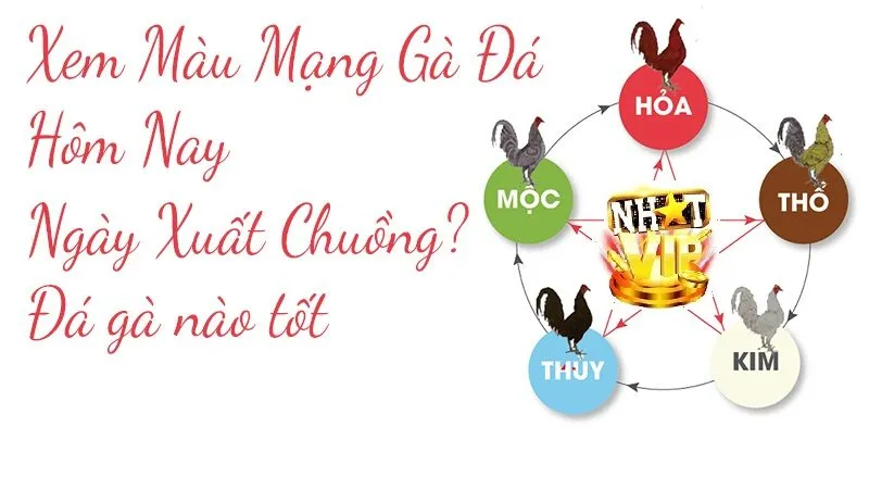 xem mau mang ga da Ý nghĩa của Màu Mạng Gà Đá NhatVip